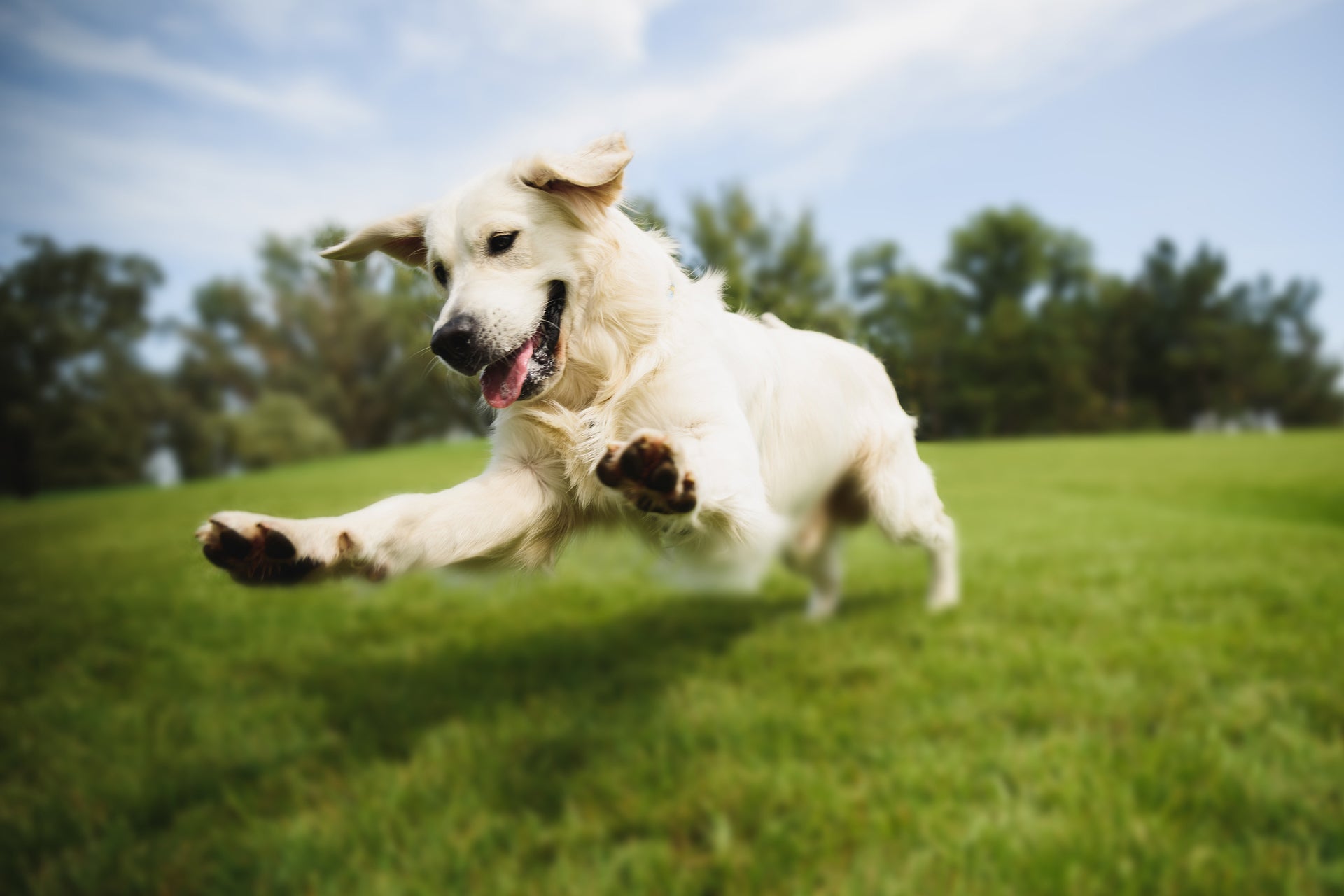 Joint Health Supplements for Pets